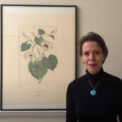Video: Joseph Banks Florilegium
