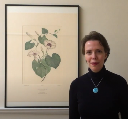 Video: Joseph Banks Florilegium